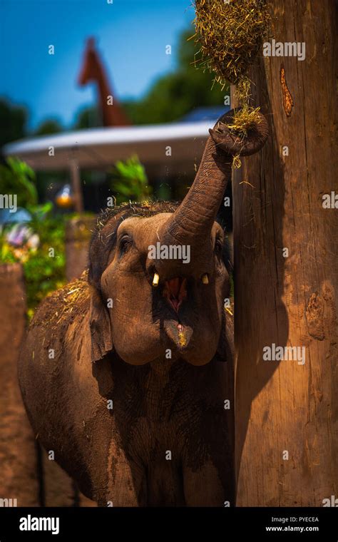 Chester Zoo Elephants Stock Photo - Alamy