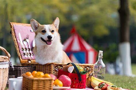 Royalty Free Dog Picnic Pictures, Images and Stock Photos - iStock