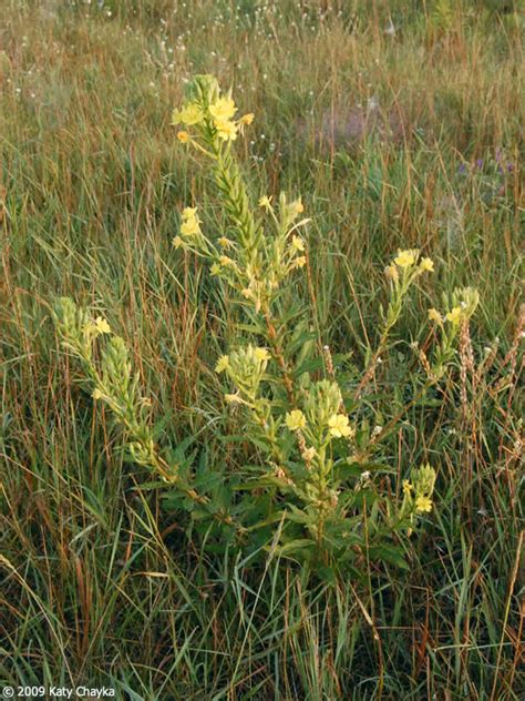 Oenothera biennis (Common Evening Primrose): Minnesota Wildflowers