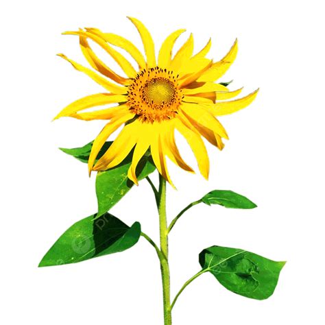 Download Clipart Transparent Background, Sunflowers Decoration Png Free ...