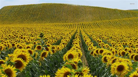 Sunflower Field wallpaper | 1920x1080 | #78434