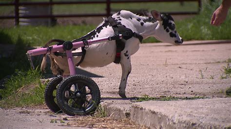 Mini cow regains mobility thanks to an Iowa man’s compassion and a set ...