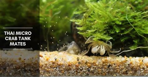 Thai Micro Crab Tank Mates - Planted Nano Tanks