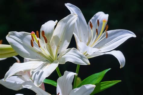 lilies, White, Lilies, Petals, Close up Wallpapers HD / Desktop and Mobile Backgrounds