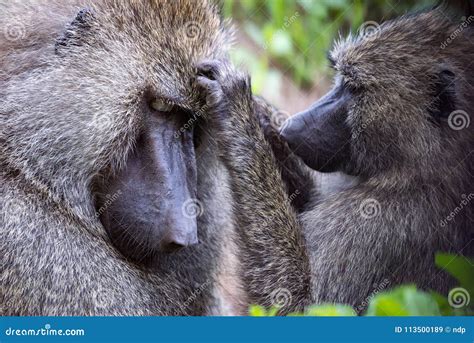 Female Olive Baboon Grooming Mate in Close-up Stock Image - Image of safari, mate: 113500189