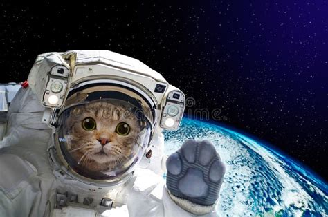 new link | Astronaut cat, Astronauts in space, Cats