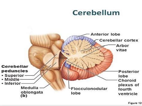 Cerebellar peduncles, cerebellum, and brainstem. | Cerebellum anatomy, Brain facts, Brain science