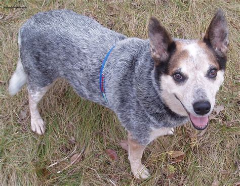 Australian Cattle Dog - Puppies, Rescue, Pictures, Information, Temperament, Characteristics ...