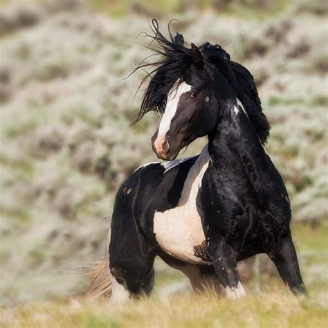 Horses | Horses, Wild horses, Mustang horse