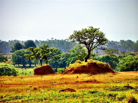 Cerrado Grassland Map