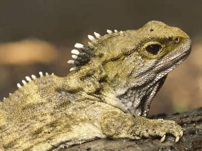 And I Think to Myself...What A Wonderful World.: Creature Feature: Tuatara.