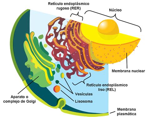 Membranas: funciones