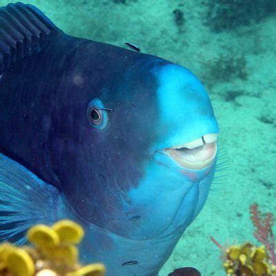 This lil derp is a Blue Parrotfish, he spends 80% of his day looking for food. : r/Weekness