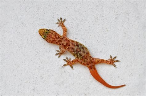 Gecko on the wall stock image. Image of lizard, fine - 20248215