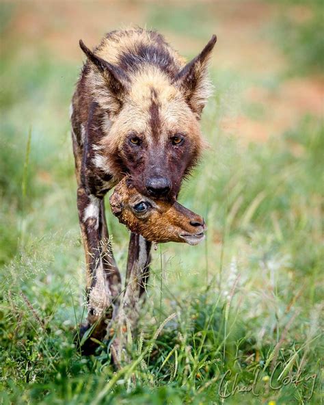 Amazing Wild Animals Portraits by Chad Cocking | Animals wild, Animal photography, Animals