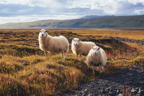 Everything about the Icelandic Sheep and Where to See Them