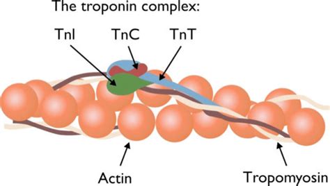 1. Components of the Troponin Complex. Three subunits: Troponin I ...