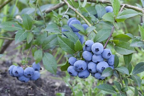 Sweetheart Highbush Organic Blueberry Plant - Backyard Berry Plants