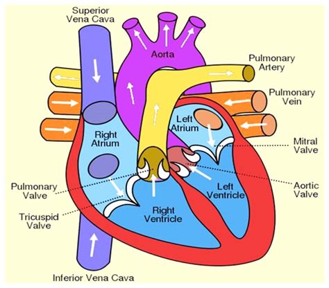 Heart Anatomy Diagram Labeled