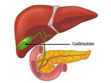 Liver diagram | Gallbladder, Bladder, Flush