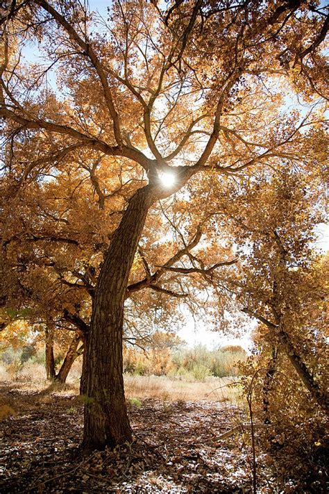 Cottonwood Tree In Fall Colors Photograph by Duckycards - Fine Art America