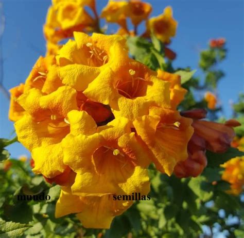 Super Seeds Spectacular Flowering Bignonia Orange Tecoma Alata 30 Pcs