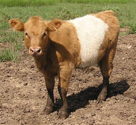 belted galloway | Miniature cow breeds, Galloway cattle, Cow calf