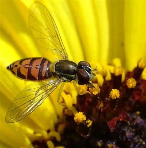 Is This a Pollinator? Five Types of Pollinating Insects You Can Find in Maryland | Insects ...