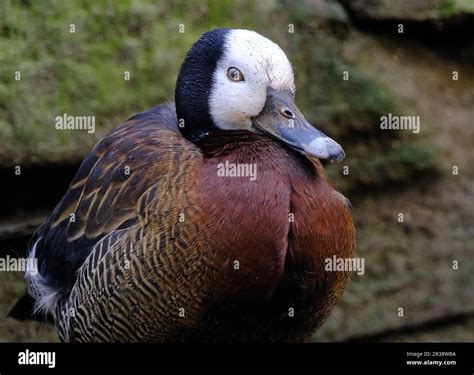 The white-faced whistling duck is a whistling duck that breeds in sub-Saharan Africa and much of ...