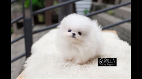 Teacup Cream Pomeranian way too adorable! Sunny - Rolly Teacup Puppies - YouTube