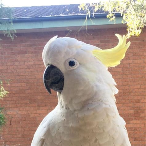 Buy Cockatoo Parrot Online - For Sale - Top Breeders - Adoption Ready