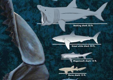 What is the Biggest Shark? A Chart Shows the Diversity of Shark Sizes | Smithsonian Ocean