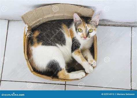 Cat Inside a Box stock image. Image of inside, small - 82914915