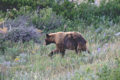 Glacier National Park | National parks, National wildlife refuge ...