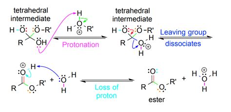 Ester Functional Group and Esterification | ChemTalk