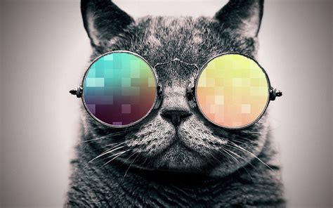 1920x1200 cool cat wallpaper. By ToValhalla Download 1920 X 1200 | Cat ...