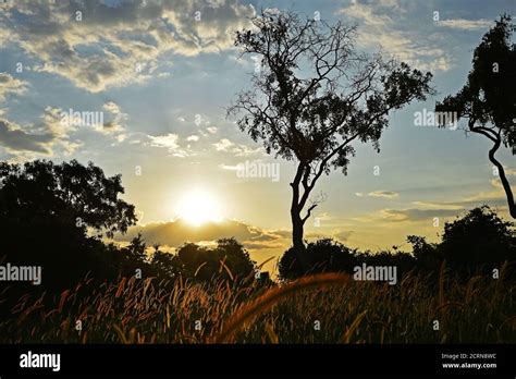 Beautiful sunset in the Okavango Delta Stock Photo - Alamy