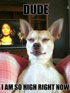 23 Funny dog on Weed ideas | funny, funny dogs, dogs