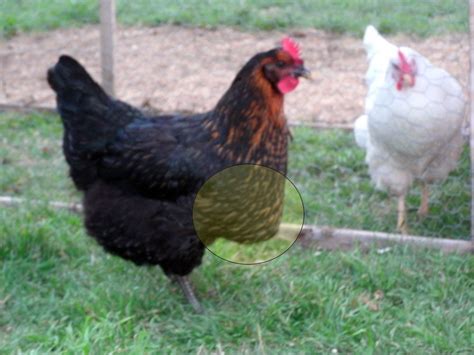 Impacted Crop/Sour Crop (Graphic Pics) | BackYard Chickens