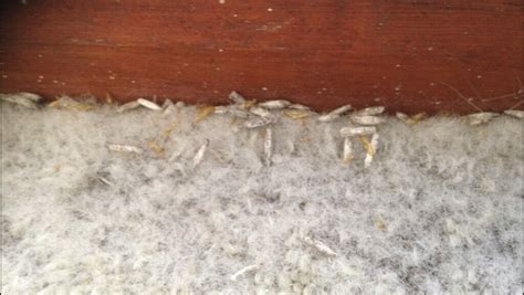 Moth Larvae In Carpet