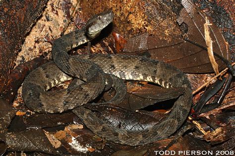 Flickriver: Photoset 'Bothrops atrox' by Todd W Pierson