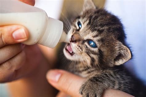 Kitten Milk Replacer Recipe for Orphaned Kittens - Other People's Pets