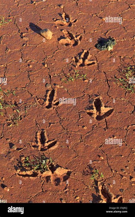 Emu foot hi-res stock photography and images - Alamy