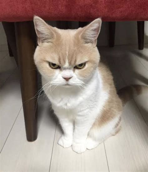 An angry cat is still a cute cat🤗 : r/aww