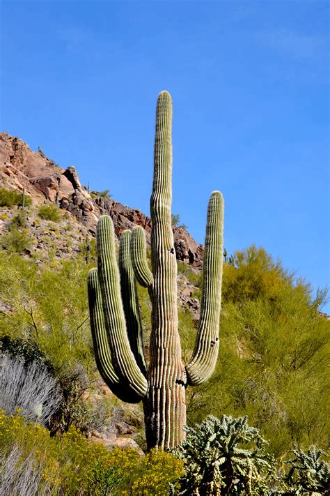 Cactus Sales Phoenix - pasang aplikasi