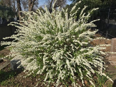 Photo of the entire plant of Lemon-scented Tea-tree (Leptospermum ...