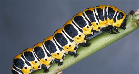 Fledgling birds change rules for caterpillar color