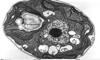 Characteristics of Algae | EasyBiologyClass