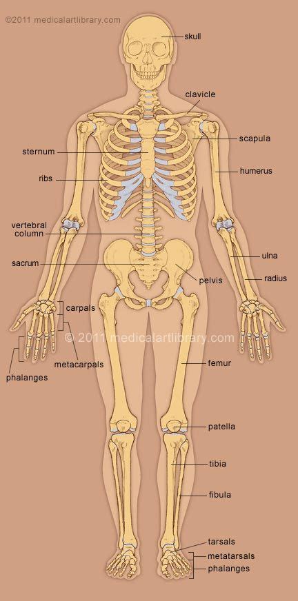 Skeleton Anterior View | Medical art, Medical illustration, Medical