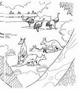 Free Kangaroo Coloring Pages sketch template